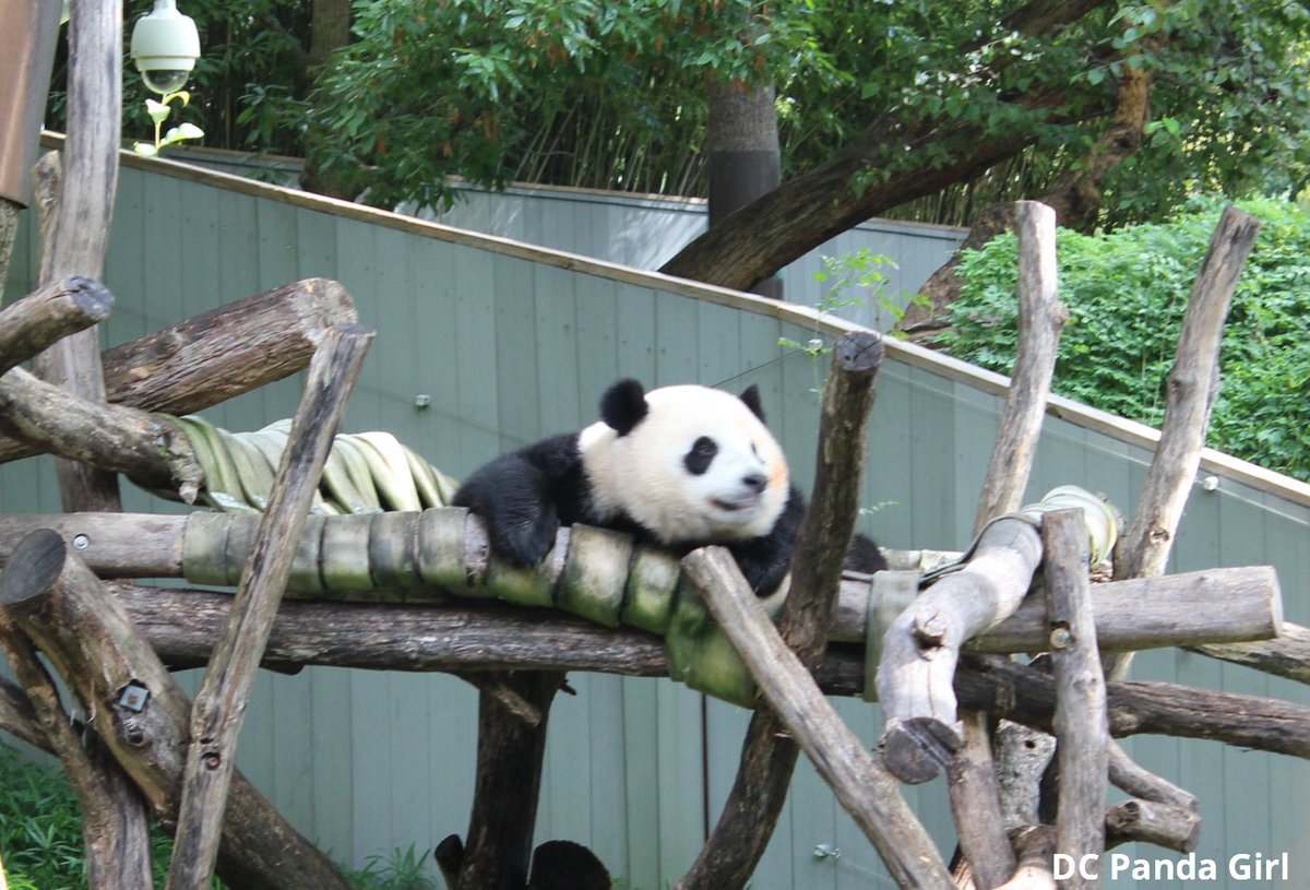 DCPandaGirl's tweet photo. Too much cake! 🐼🎂🥰 Qi Ji needed a break on his hammie to stretch yesterday. New YouTube video: https://t.co/Yte5h4QOOG @NationalZoo #pandas #panda #pandastory #Pandaversary https://t.co/AicaS2Pz5x