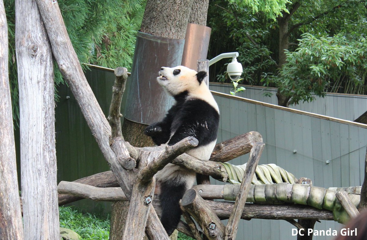 DCPandaGirl's tweet photo. Too much cake! 🐼🎂🥰 Qi Ji needed a break on his hammie to stretch yesterday. New YouTube video: https://t.co/Yte5h4QOOG @NationalZoo #pandas #panda #pandastory #Pandaversary https://t.co/AicaS2Pz5x