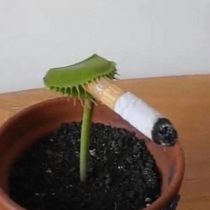 weirdtripclub's tweet photo. Cigs inspiration ©
#weirdtrip #smokeemifyougotem #quitsmoking https://t.co/zaTJ0sKL66