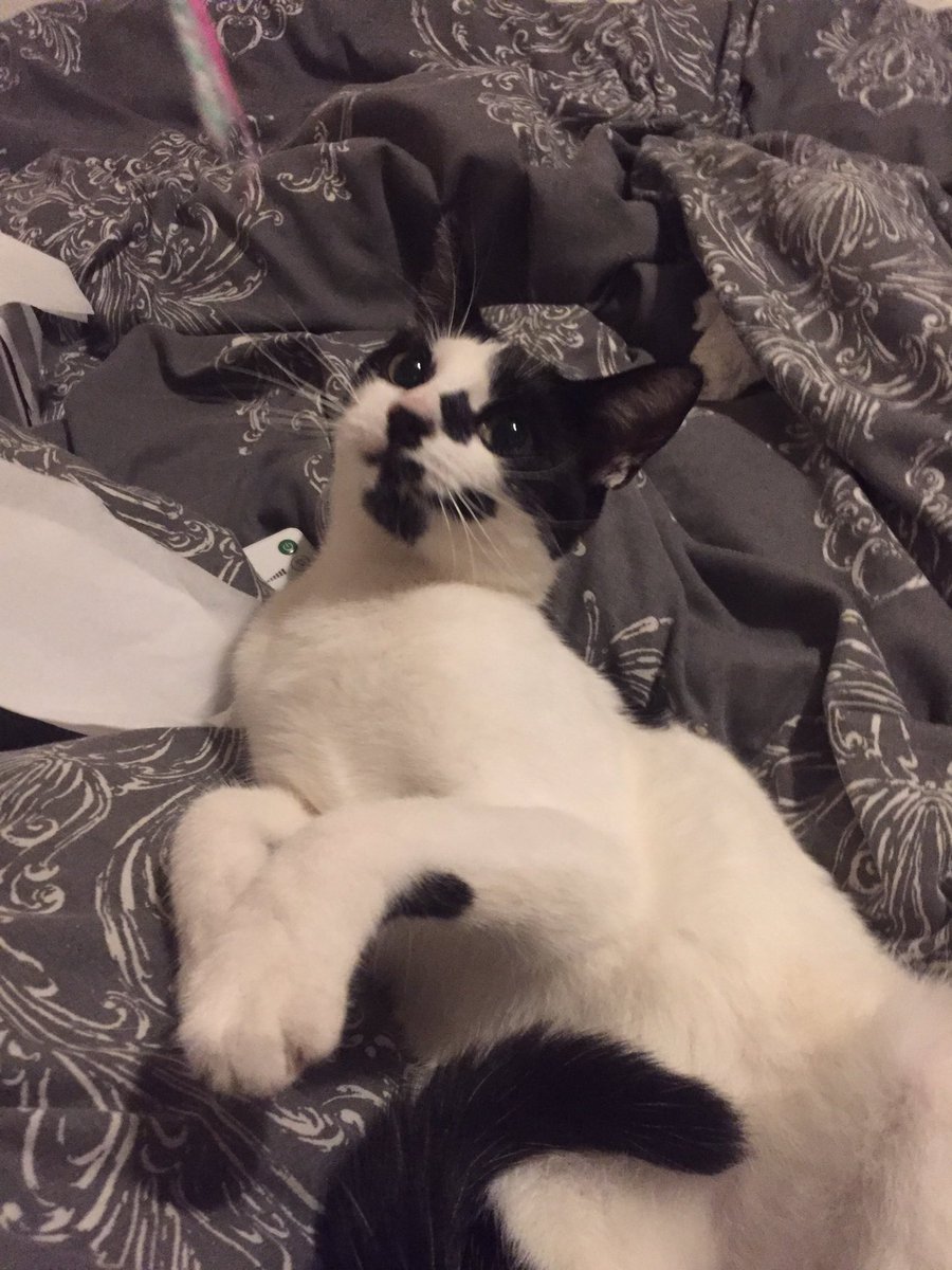 claredulune's tweet image. Why is she this cute?!?!