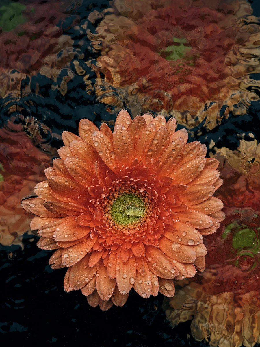 calebleeadams's tweet photo. Asteraceae - Gerbera, Avignon

One of four new -SUSPENDED- images available on @foundation Friday, August 26th https://t.co/CsxuZgz0dn