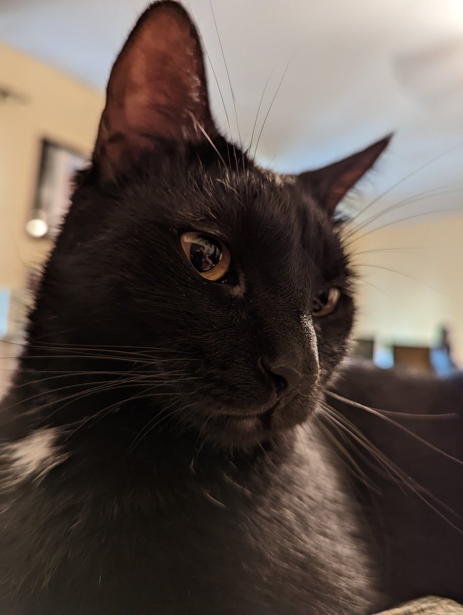 claude chooses pombon tweet media
