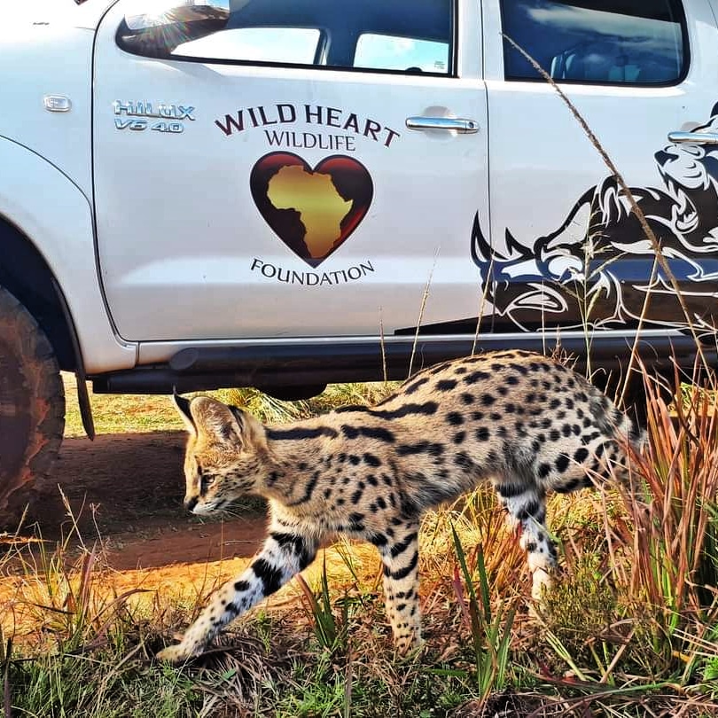 Previously released Serval saying hello 🐾🐾
#WHWF
#EthicalConservation
#WildHeartAfrica #WildlifeRescue #WildAndFree