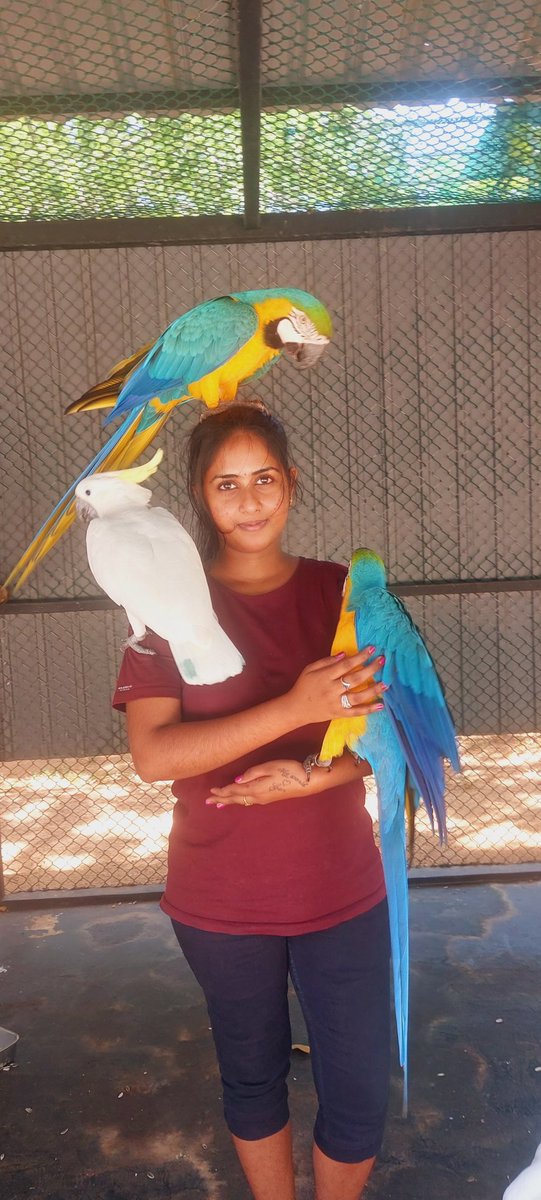 Jhalinyjoka's tweet photo. #hambantota #birdpark அழகான பறவைகளுடன் ஒருநாள் 🦅 மறக்க முடியாத அனுபவம் 💕 #Jhaliny https://t.co/sQV3qvMwhI