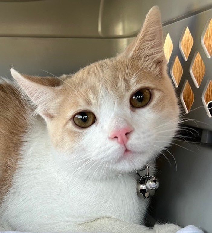 foothill_unity's tweet photo. This past Sunday was our monthly vet clinic held in partnership with @PasadenaHumane. Thanks to partners like Pasadena Humane, Foothill Unity Center can continue to serve families holistically, including their furry family as well. #affordablevetcare #FoothillUnityCenter https://t.co/awv3AnKF1w