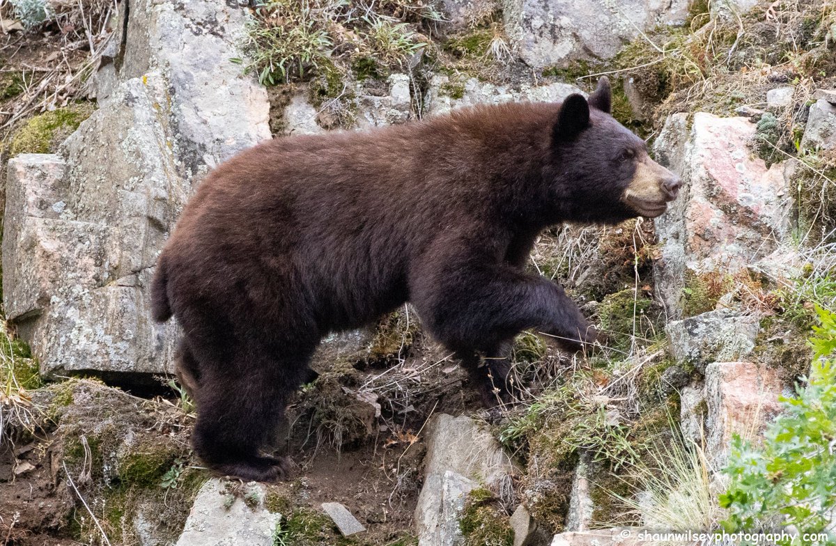 Black Bear on the move. Colorado 8/21/2022. #colorado #coloradophotography #photography #wildlife #wildlifephotography #bear #bears #bearlovers #blackbear #blackbears #onthemove