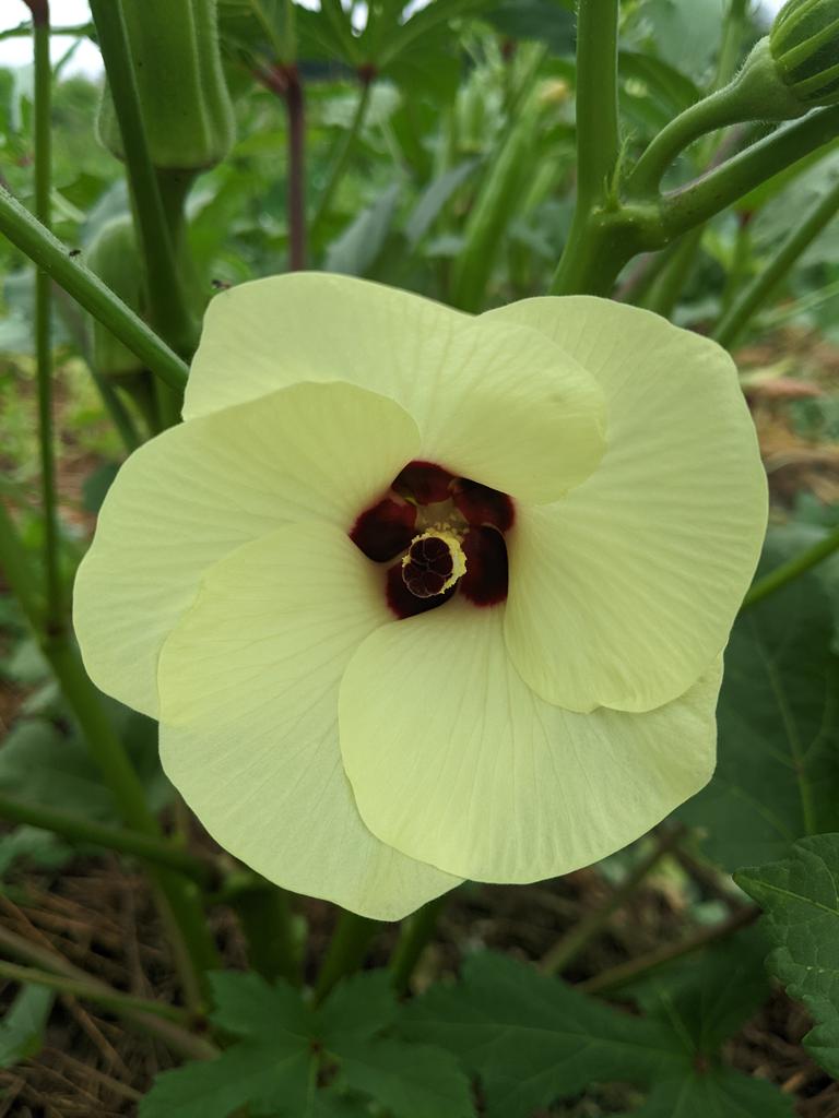 A photo of an #okra #flower just because. You're welcome!