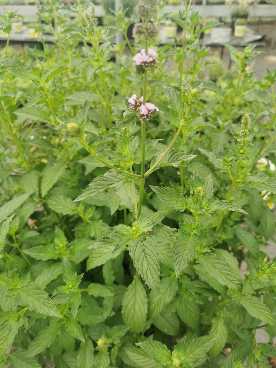 🌱Jessica's Sweet Pear is one of several Mints bred by Jim Westerfield,  most of his mints named with female names,  I also keep Hilarys Sweet Lemon &amp;  Julia's Sweet Citrus 🌱madaboutmint.co.uk