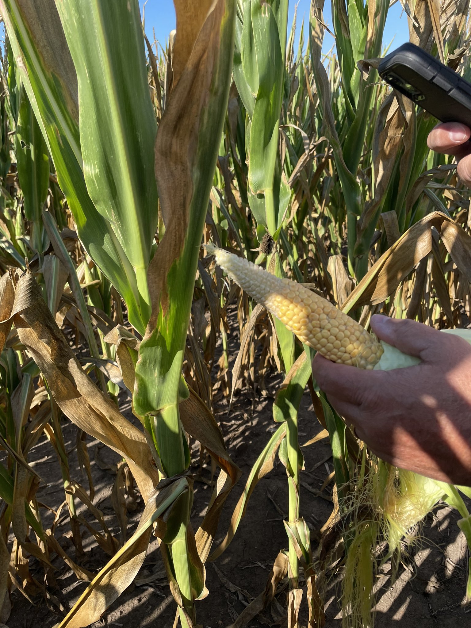commodityweek/Pro Farmer Crop Tour / Twitter