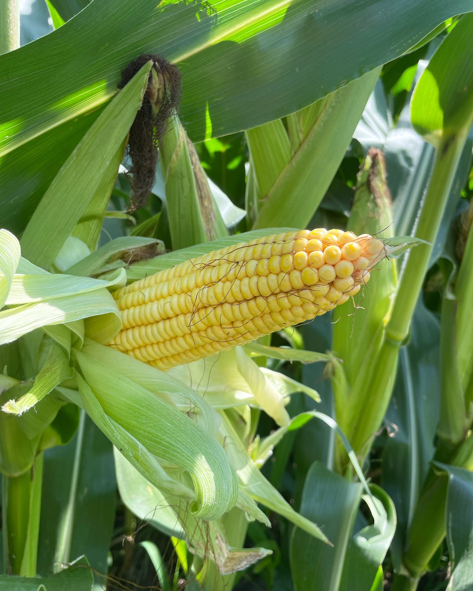 chuckgrassley-on-twitter-grassley-farms-update-ears-of-corn-filled