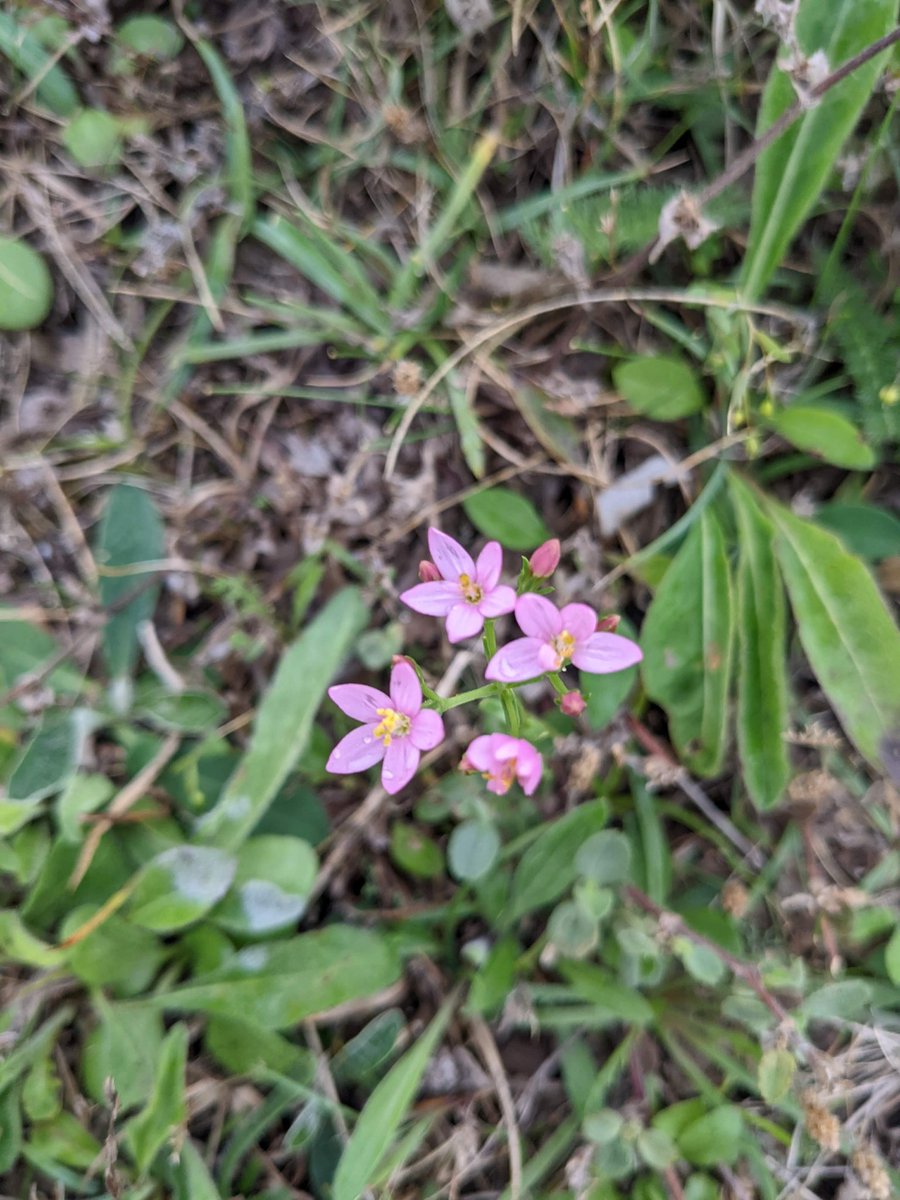 bobhogrunner's tweet photo. @teeswildlife @teesbirds1 @teesmouthbc @nybirdnews @Natures_Voice #CommonCentaury? and #Wallbrown, Cleveland today. https://t.co/KhYQ53fVME