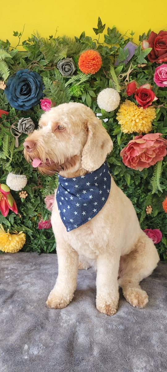 Look who's had a haircut 🐶🐶🥰🥰