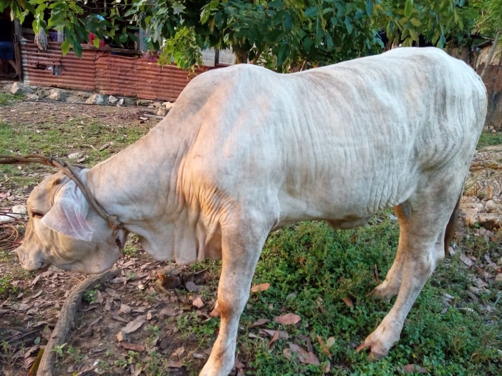 amalyangel's tweet photo. La vaca malo https://t.co/rs1ez1XxXx