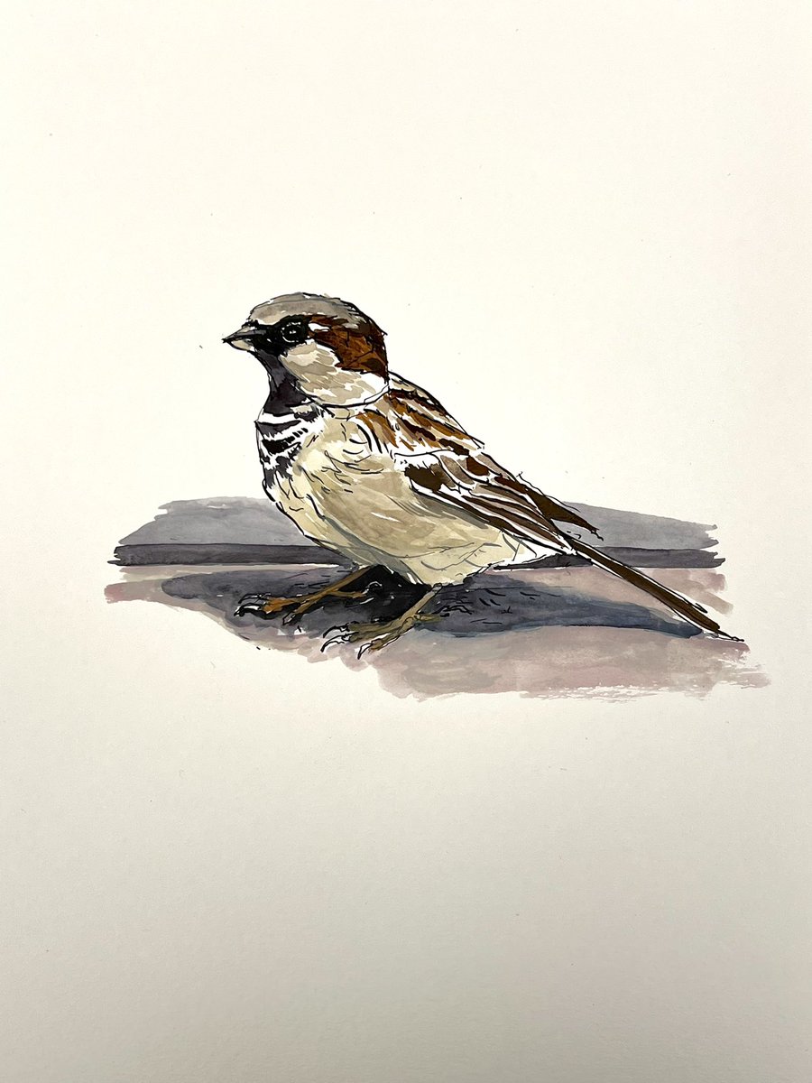 Bas Geeraets 🦉 tweet media