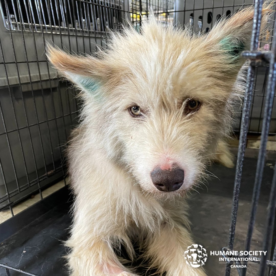 humaneworldcan's tweet photo. Meet Isuma. 🐕 👋

She is a wild dog who lived in the community of Kangirsuk in Northern Québec. Now, Isuma benefits from the expertise of the Trauma Rehabilitation team as she will gradually learn to trust humans with ethical training methods.  #NorthernDogs #DogRescue https://t.co/NAHyrgL4Cg