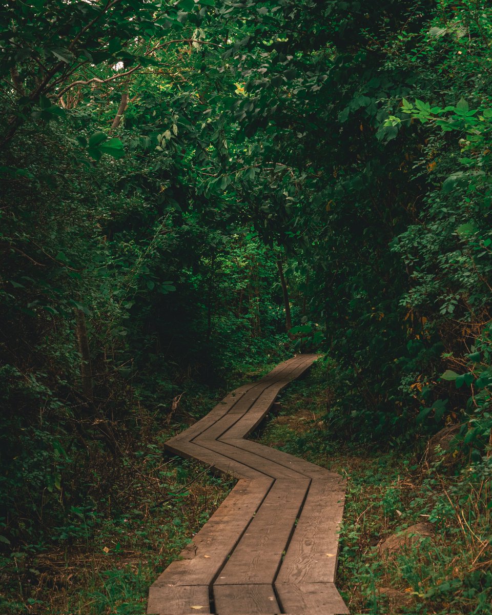 viktor_rene's tweet photo. Hiking trail in Vejbystrand.
.
📷: Lumix G85 - Lumix 35-100mm lens.
.
#photography #lumix #natgeoyourshot  #hiking #photooftheday #photo #nature #scandinavianphoto #microfourthirds #sweden https://t.co/k4rQMfQaou