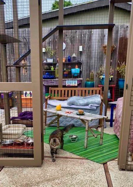 CatioGuy's tweet photo. This large extra tall catio in the Del Rey neighborhood of Culver City serves as nighttime protection for 2 sibling feral cats -- Kiley and Miki. Half brother and sister, the 13-year-old furballs can now sleep easy in the heavily trafficked coyote area.

#cat #cats #catio #catios https://t.co/sC0QImcnTs