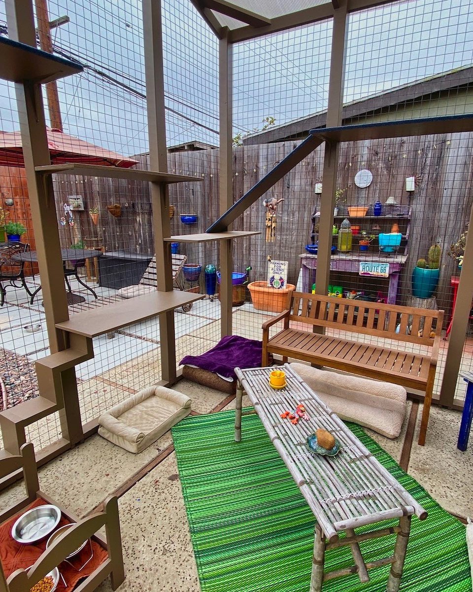 CatioGuy's tweet photo. This large extra tall catio in the Del Rey neighborhood of Culver City serves as nighttime protection for 2 sibling feral cats -- Kiley and Miki. Half brother and sister, the 13-year-old furballs can now sleep easy in the heavily trafficked coyote area.

#cat #cats #catio #catios https://t.co/sC0QImcnTs