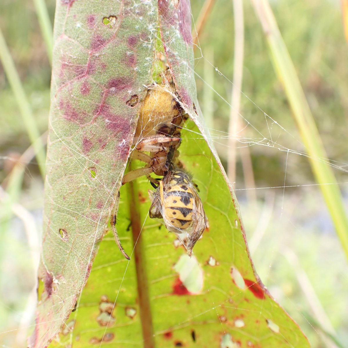 Life and death in a rolled leaf - Water Dock , Four-spotted Orbweb Spider, wasp.