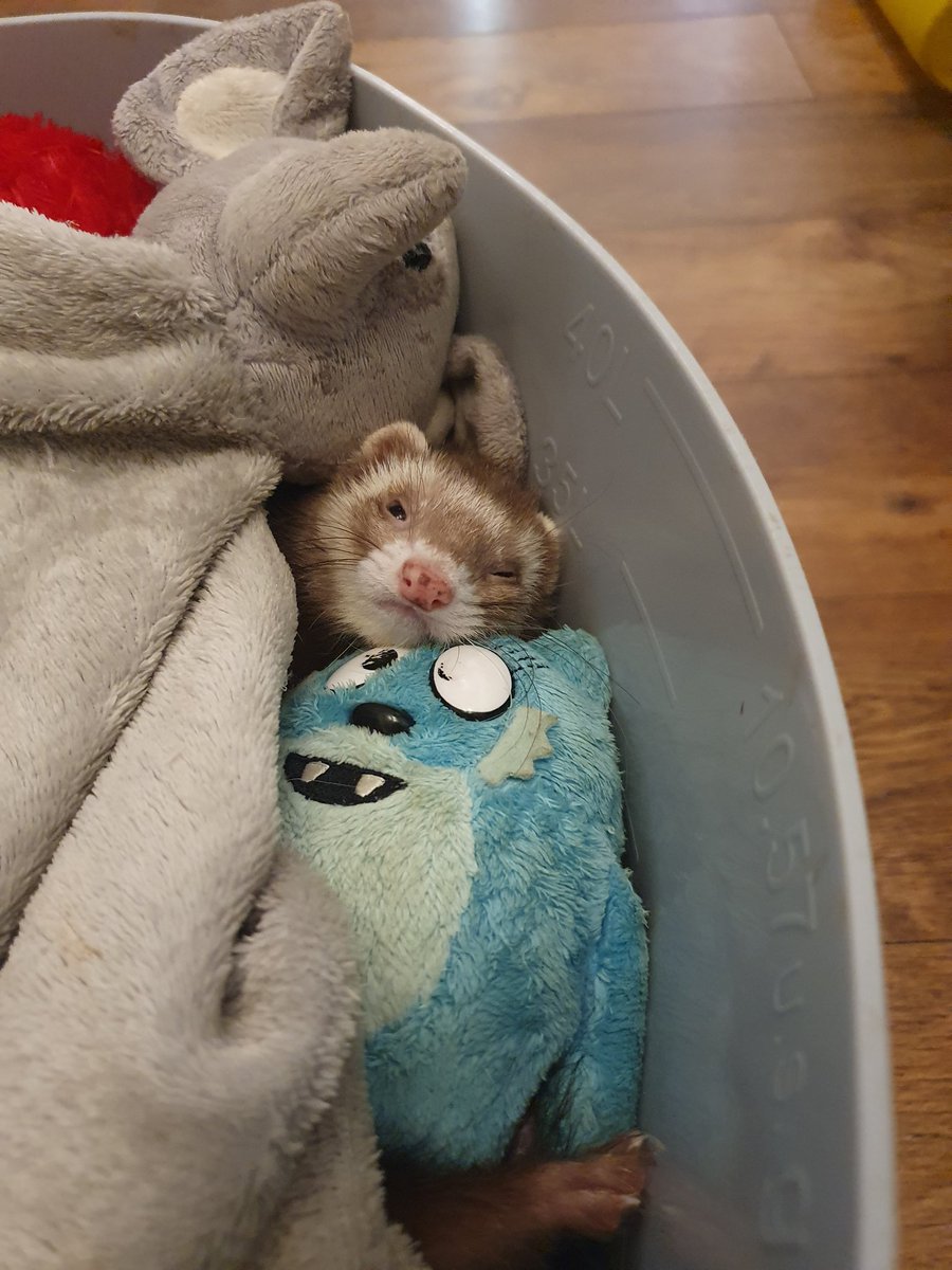 PoppyB_00's tweet photo. Zzzzzzzz 😴 https://t.co/oeStUnMSCi