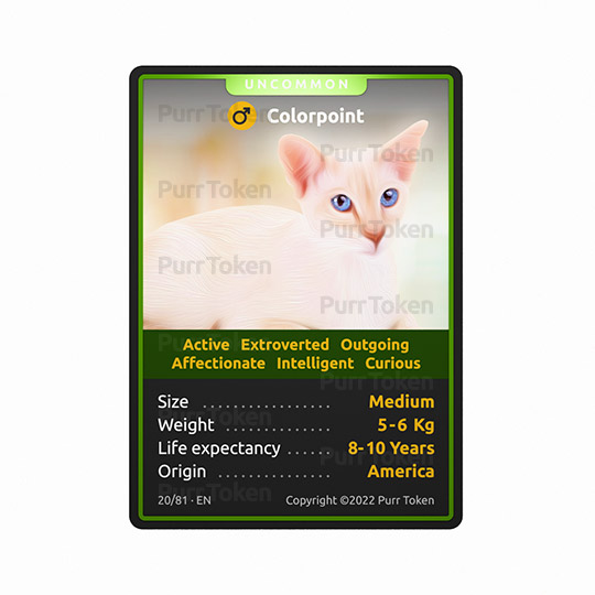 Breed #20, Colorpoint: active, extroverted, affectionate, outgoing, affectionate, intelligent and curious 
Don't miss our collection of #NFTs #NFTcollections. 
 #CatsOfTwitter #purrtoken #NFTProject