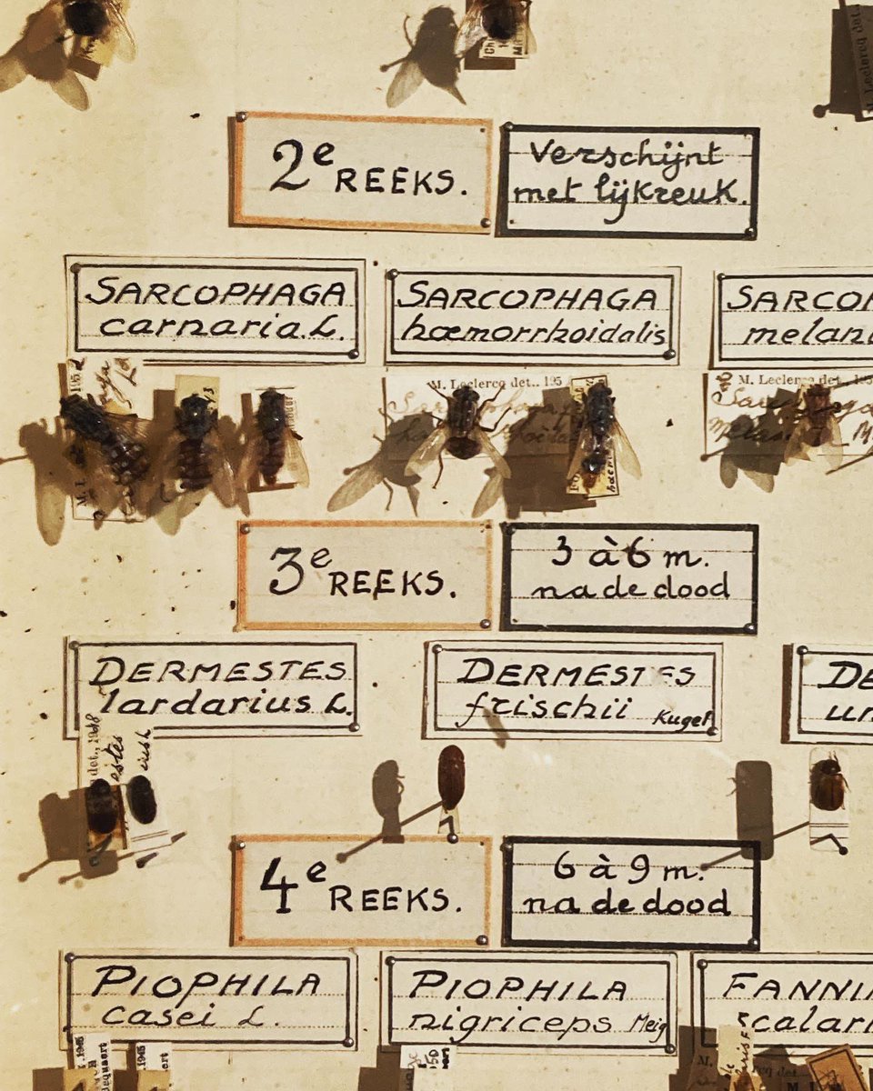 This is a display of ‘The Fauna of Corpses’ from 1952.  Decomposition attracts insects in a fairly predictable pattern, with some arriving soon after death, and others coming once things have advanced. This case groups them according to when they arrive.