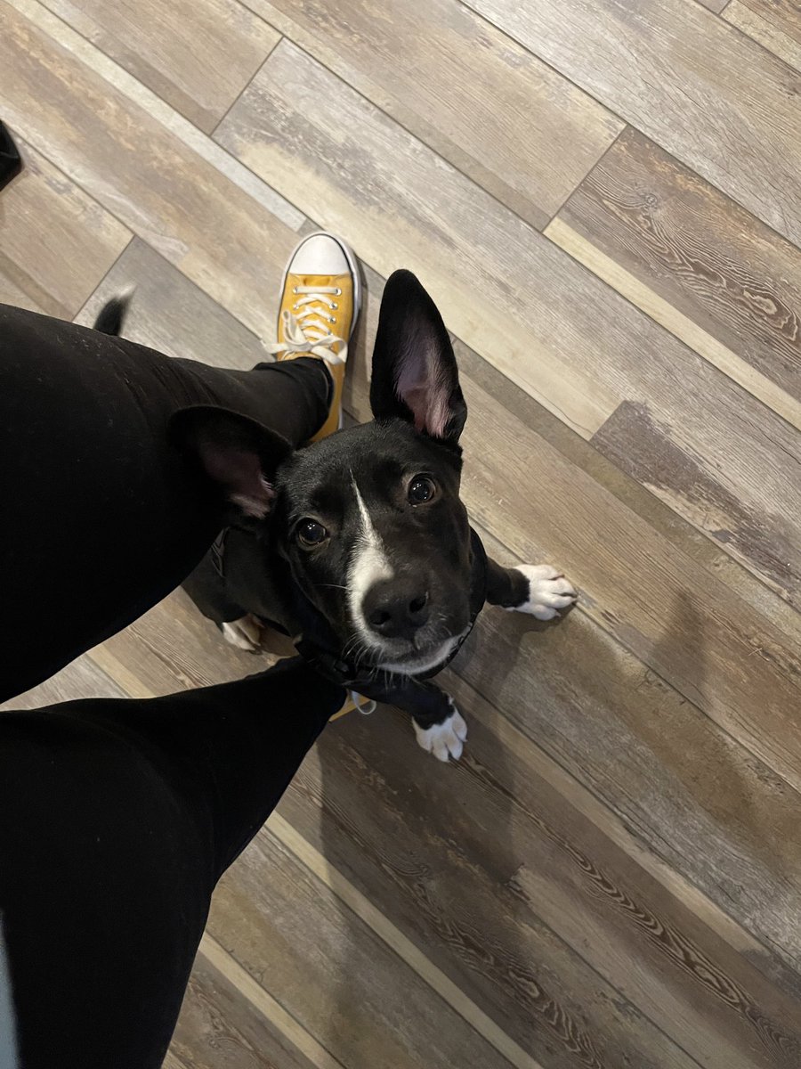abbyoliveer's tweet photo. meet josh and i’s baby🤍 he’s a little shit and has been pissin on every corner of the house but we love him nonetheless. https://t.co/nCJHDfq1of