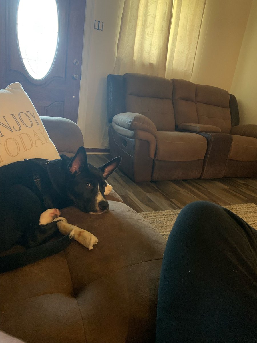 abbyoliveer's tweet photo. meet josh and i’s baby🤍 he’s a little shit and has been pissin on every corner of the house but we love him nonetheless. https://t.co/nCJHDfq1of