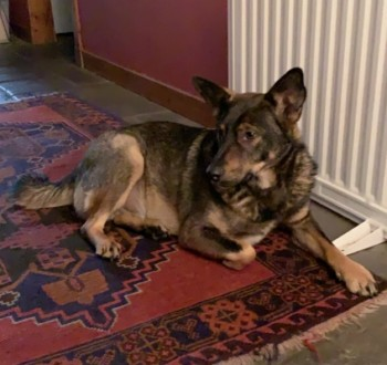 millypod1's tweet photo. π21 AUG 2022 #Lost FIN & FRITZIE
Grey/Sable Romainian Rescue Male & Rottweiler Female
Millcraig Farm #Achandunie #Alness Ross-shire #Scotland #IV17
SIGHTINGS PLZ βοΈ07977872509/ 07802302063
https://t.co/p1hW6oTWus
https://t.co/baXyvK0YUw https://t.co/dLH7hS7hI6