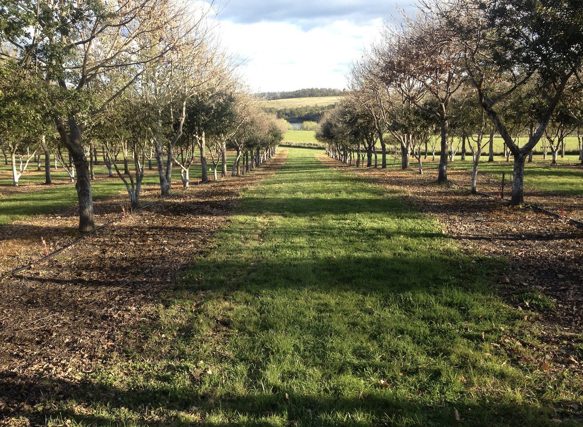 The best land for cultivating truffles ideally should have a southern aspect, be free of established trees &amp; have a high pH value. 

Visit our website to learn more.
hwww.americantruffle.com #AmericanTruffleCompany®