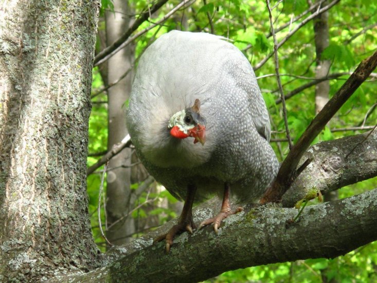 purelypoultry's tweet photo. Lavender guineas are a beautiful breed, don't you think? With their icy gray coloring with hints of blue and white polka dot pearling. Not only are they beautiful, but they can serve as a natural pest controller. visit our website  to learn more! 

https://t.co/mGLQPFPiFf https://t.co/CzlZJr5P0t