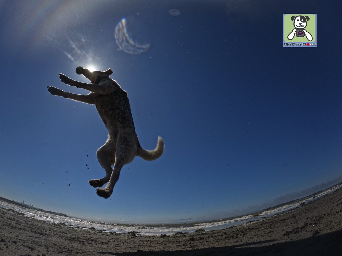 GoProCharlie1's tweet photo. GoPro Charlie sez my momz got mad #goprohero10 #photography skillz! πΆππΎππΈππ Go Rollie!! #GoPro #goprodogs #goprocharlie #dogcelebration #landofdogs #dogoftwitter πΆππΎππΈππ https://t.co/rCaC4bLJQR