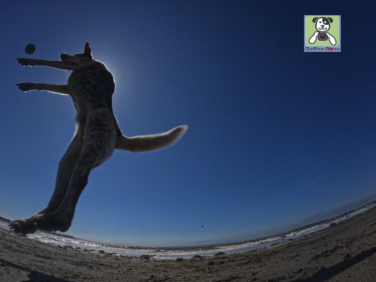 GoProCharlie1's tweet photo. GoPro Charlie sez my momz got mad #goprohero10 #photography skillz! πΆππΎππΈππ Go Rollie!! #GoPro #goprodogs #goprocharlie #dogcelebration #landofdogs #dogoftwitter πΆππΎππΈππ https://t.co/rCaC4bLJQR