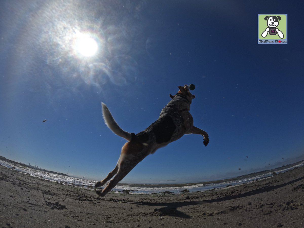 GoProCharlie1's tweet photo. GoPro Charlie sez my momz got mad #goprohero10 #photography skillz! πΆππΎππΈππ Go Rollie!! #GoPro #goprodogs #goprocharlie #dogcelebration #landofdogs #dogoftwitter πΆππΎππΈππ https://t.co/rCaC4bLJQR