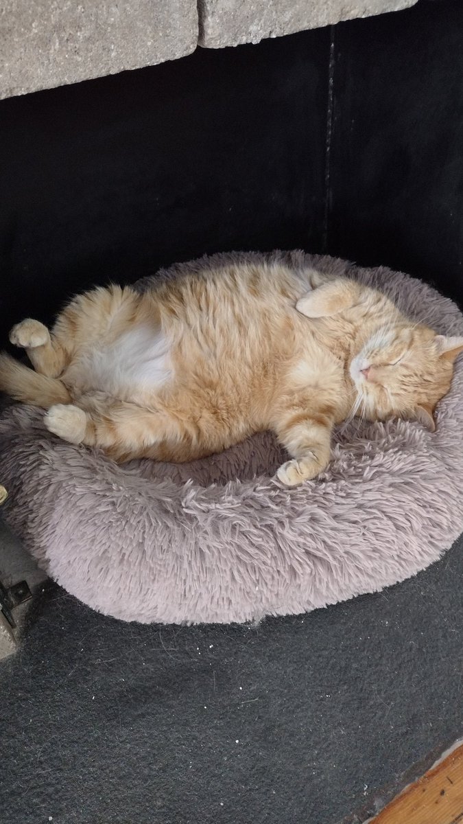DoohboyandSon's tweet photo. He looks so comfortable!!! #CatsOfTwitter #Garfield #comfykitty https://t.co/GulSndbZca