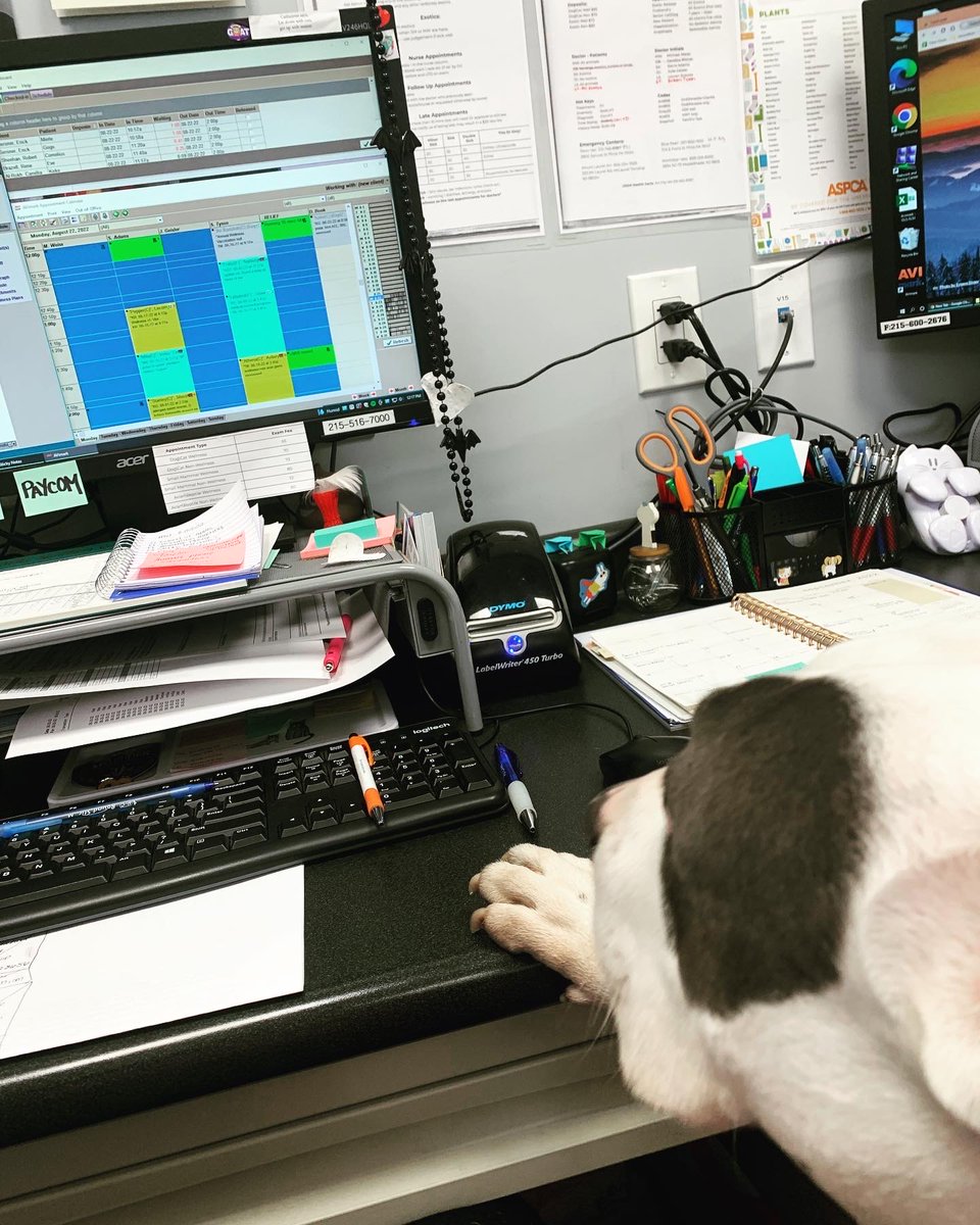 “2nd Street Animal Hospital This is Dogtor Chase Mutley, I recommend cuddles and will be prescribing you bacon- given as often as possible.
