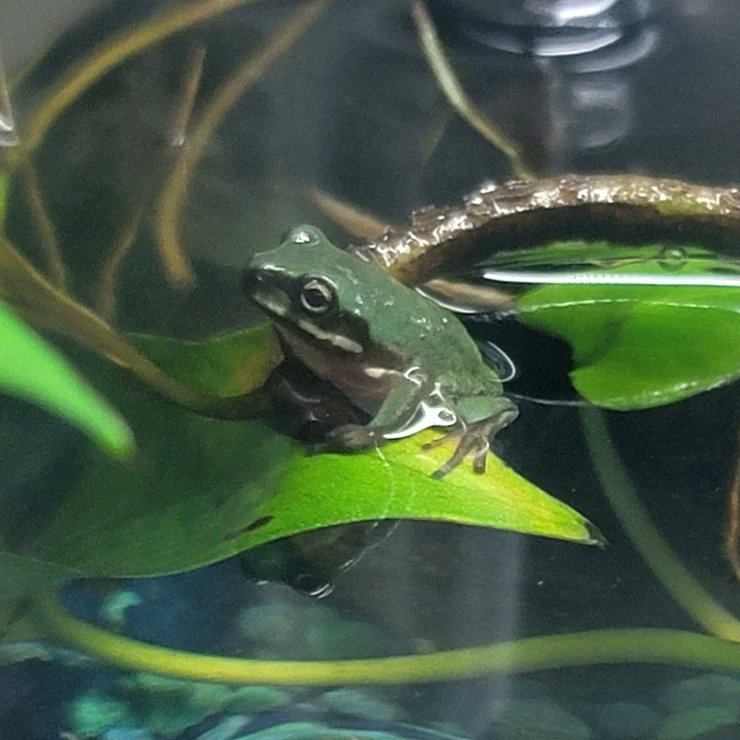 FeelinFroggieMO's tweet photo. Here's your daily dose of froglets! 💚🐸💚
#whitestreefrog #whitestreefrogs #frogs #wtf #frogcrazy #litoriacaerulea #dumpytreefrog #whitesdumpytreefrog #babyfrogs https://t.co/0WSHQozTZX