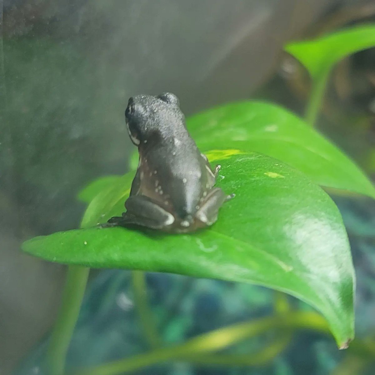 FeelinFroggieMO's tweet photo. Here's your daily dose of froglets! 💚🐸💚
#whitestreefrog #whitestreefrogs #frogs #wtf #frogcrazy #litoriacaerulea #dumpytreefrog #whitesdumpytreefrog #babyfrogs https://t.co/0WSHQozTZX