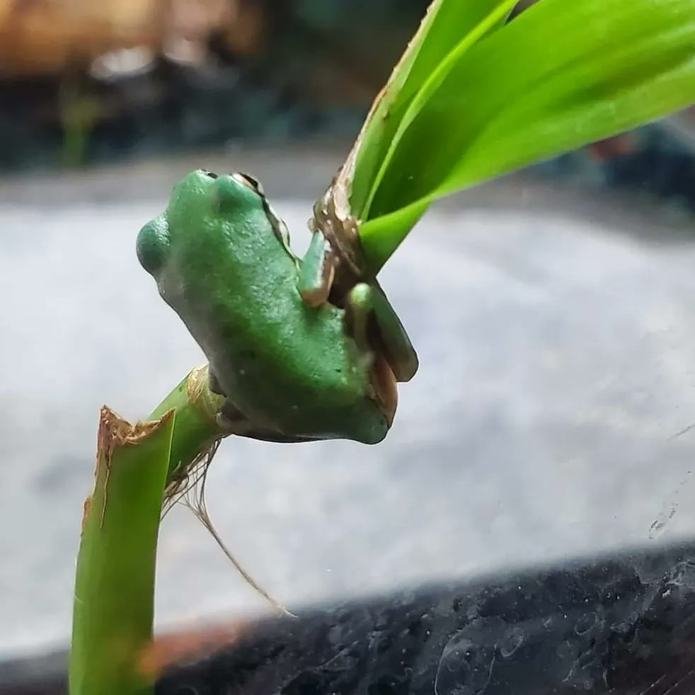 FeelinFroggieMO's tweet photo. Here's your daily dose of froglets! 💚🐸💚
#whitestreefrog #whitestreefrogs #frogs #wtf #frogcrazy #litoriacaerulea #dumpytreefrog #whitesdumpytreefrog #babyfrogs https://t.co/0WSHQozTZX