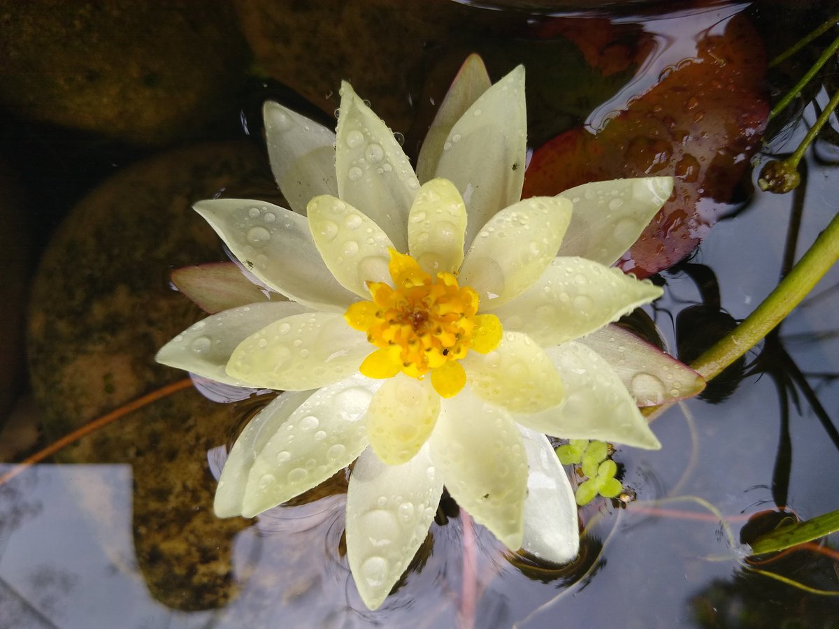 JoanneRyan01's tweet photo. Nymphaea 'Pygmaea Helvola' has a beautiful little flower, new this year in our pond,from @liliesgardens https://t.co/0Xp7Ed9ZkA