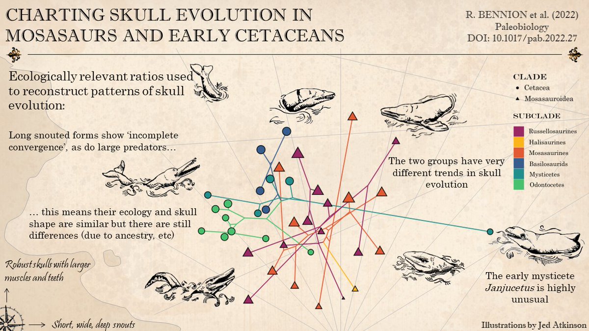 My first PhD paper is out today! 🎉 #MosasaurMonday 

Using measurements from 3D models we reconstructed patterns of skull evolution in mosasaurs and early cetaceans and found a number of examples of incomplete convergence!