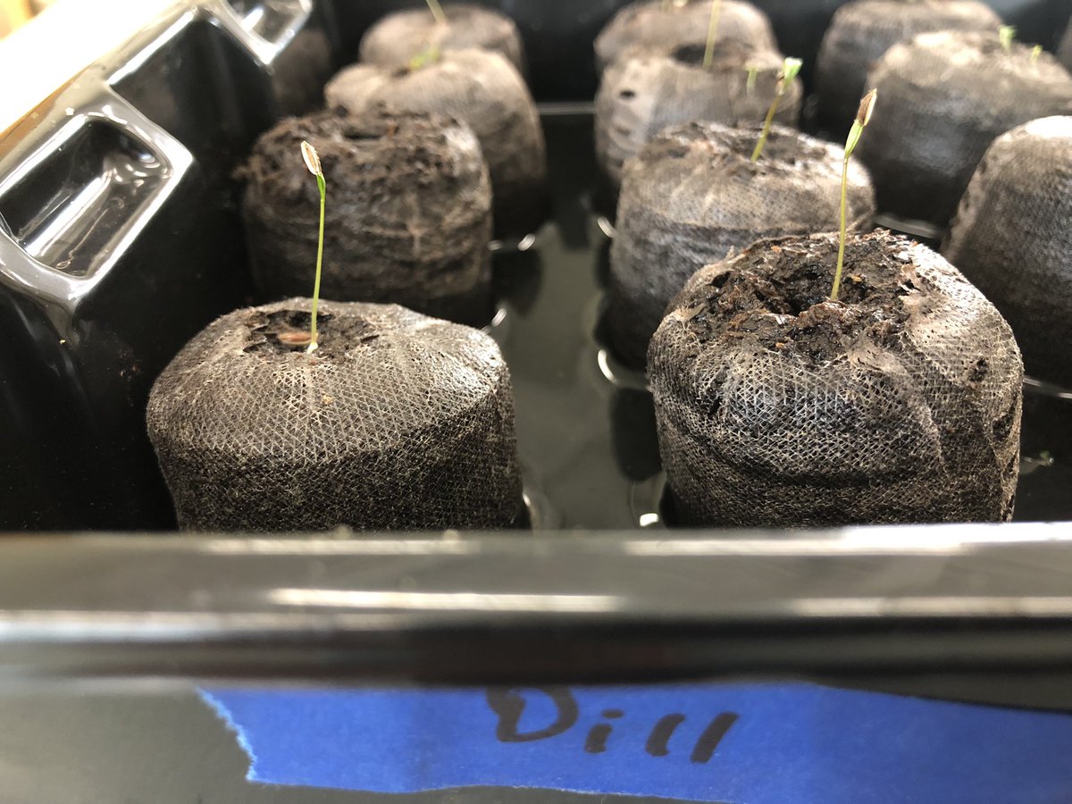 SPARK Sprouts tweet media