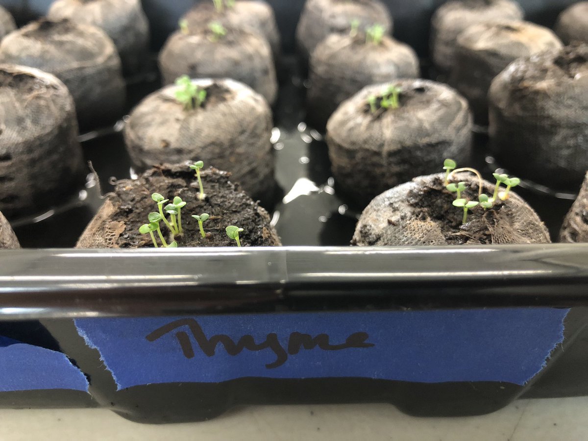 SPARK Sprouts tweet media