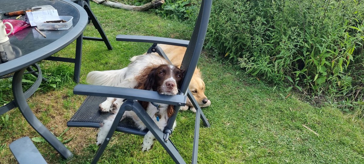 milliemagpie92's tweet photo. #supervising 😁 That's OK, Marley, just leave it to us to put together and move into place! #veryheavy https://t.co/bHvbSY7e7s