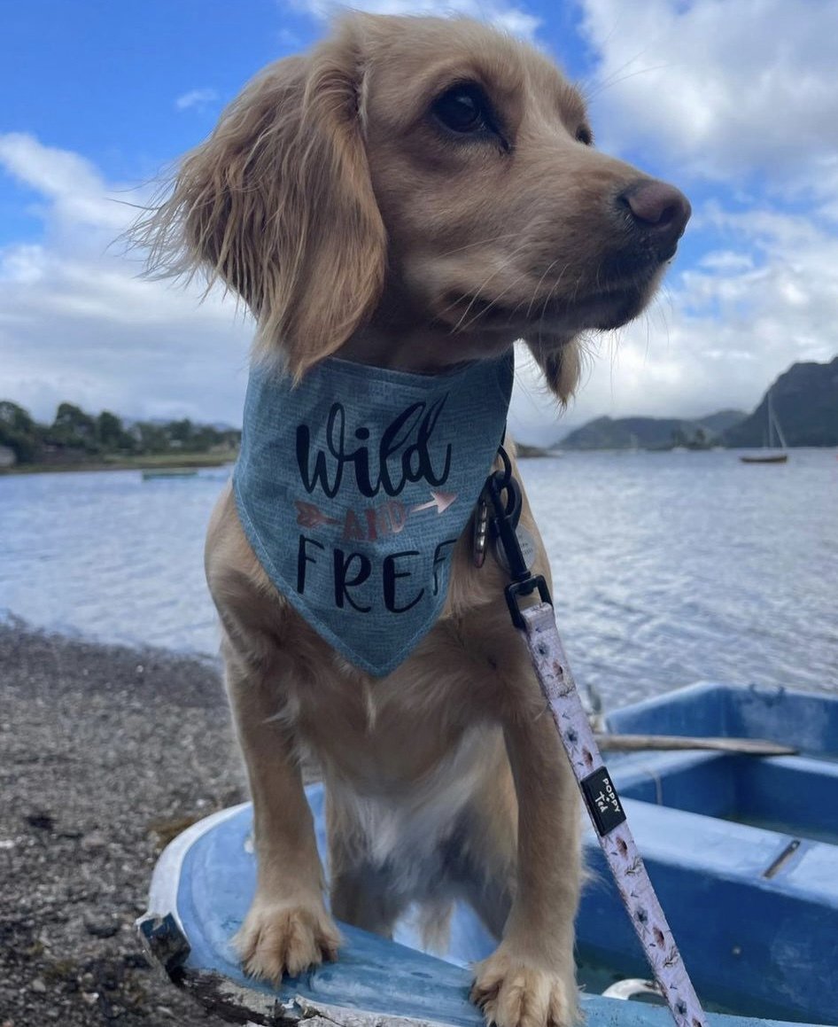This couldn't be more true... 👇

All good things are Wild &amp; Free! 🤍

Agree?

We have a few up for grabs on our Etsy shop, link below! 

etsy.com/uk/listing/992…