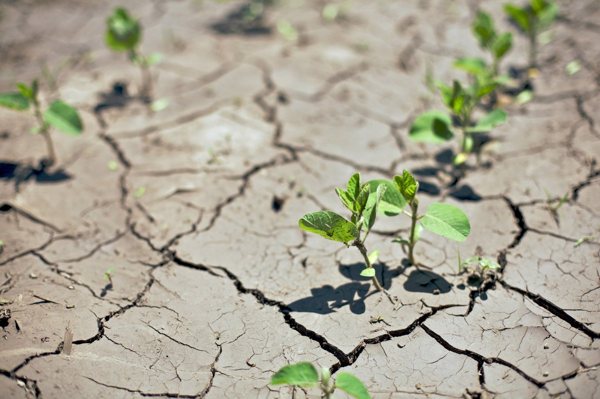Checks to MN livestock farmers/specialty crop producers who applied for our 2021 Ag Drought Relief Program will begin to go out this week. Of 3K applications, 2,922 were approved, totaling $18.9M requested, &gt;2X the $8.1M appropriated by #MNLeg: ow.ly/q8JO50KpCn3 #MNAg