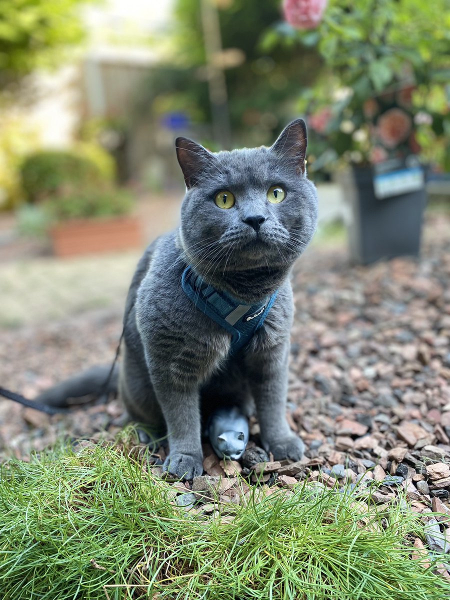 LouisXIV_LeChat's tweet photo. Voyez! Ik zit hier gewoon een heel klein katje te beschermen. Mooi he? #liefzijnvoorelkaar #CatsofTwittter https://t.co/kudiwu1bTJ