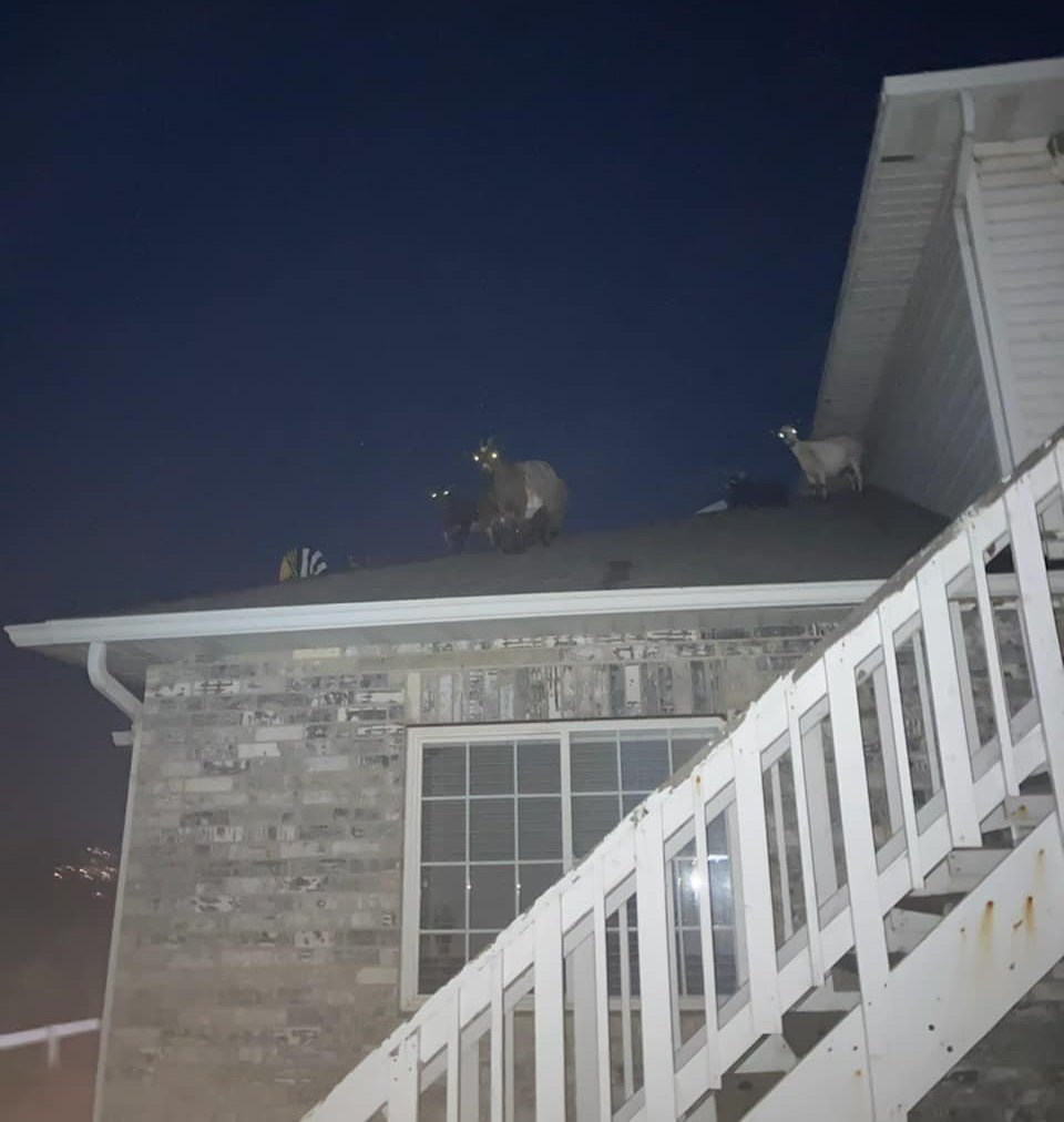 KUTV2News's tweet photo. THOSE AREN'T REINDEER: 🐐 Something's afoot in Davis County. (Or should we say, ahoof?) Animal Care Officers responded to a house over the weekend to find a small herd of goats had somehow climbed onto the roof. 

📍: Davis County, Utah
📷: Animal Care of Davis County https://t.co/wGjfST1OZP