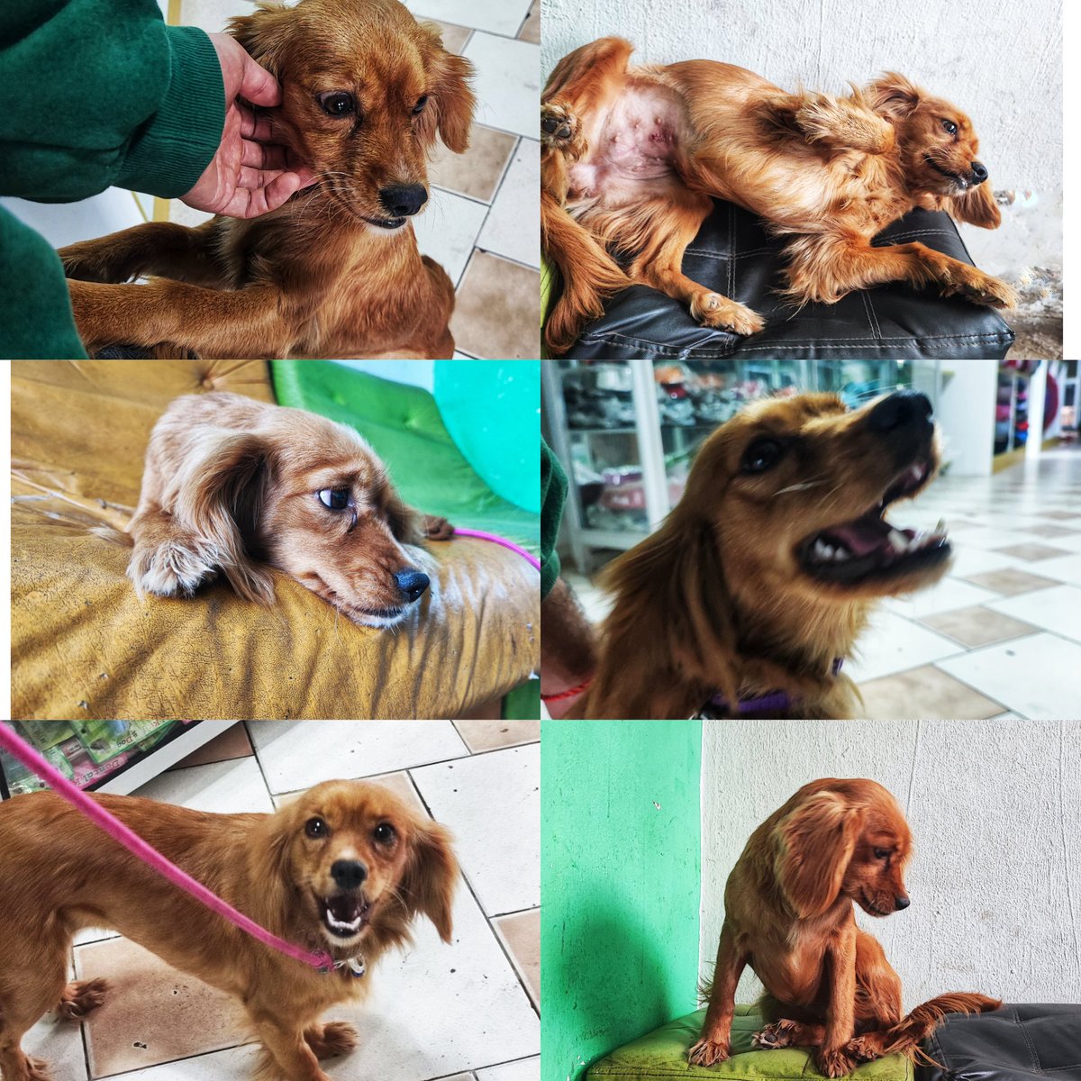 Fernandobazand's tweet photo. Hola soy Simparica! Tengo 1 año de vida y me perdí en Azpitia - Mala. Temporalmente vivo en una veterinaria, dónde me acogieron en su consultorio, sin embargo no podré estár mucho tiempo más aquí. Soy Una perrita muy juguetona y cariñosa, de raza pequeña y obediente. 1/2 https://t.co/XQNRn7ZGJE