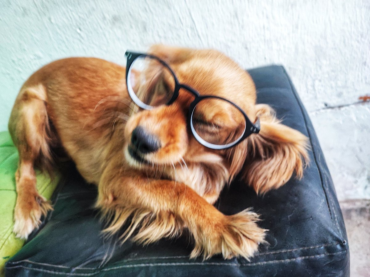 Fernandobazand's tweet photo. Hola soy Simparica! Tengo 1 año de vida y me perdí en Azpitia - Mala. Temporalmente vivo en una veterinaria, dónde me acogieron en su consultorio, sin embargo no podré estár mucho tiempo más aquí. Soy Una perrita muy juguetona y cariñosa, de raza pequeña y obediente. 1/2 https://t.co/XQNRn7ZGJE